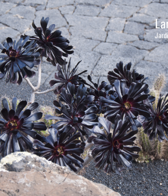 Lanzarote cz. 1 – Jardin de Cactus